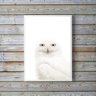 Quadro Decorativo Fotografia Coruja Branca 45x34cm - com Vidro:madeira Preta - 2
