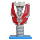 Ver imagem 2 de Laringe Funcional 3,5 X o Tamanho Natural, Anatomia