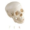 Modelo Anatomico Cranio Humano 5 Partes - 1