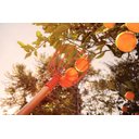 Ver imagem 2 de Colhedor de Frutas Grande sem Cabo