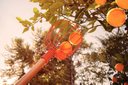 Ver imagem 2 de Colhedor de Frutas Grande sem Cabo