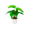 Arranjo de Planta Artificial em Vaso de Plástico Modelo:planta Comigo Ninguém Pode - 1