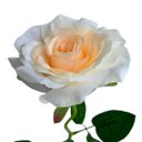 Ver imagem 3 de 12 Flores Rosas Artificiais Creme para Vasos Arranjos e Ambientes Luxuosos