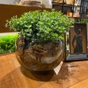 Ver imagem 3 de Arranjo Centro De Mesa Verdinho Artificial Completo