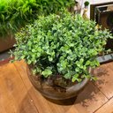 Ver imagem 2 de Arranjo Centro De Mesa Verdinho Artificial Completo