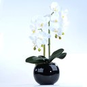 Ver imagem 1 de Arranjo 2 Orquídeas Artificiais Brancas em Aquário Preto Pity
