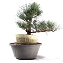 Ver imagem 3 de Pré Bonsai Pinheiro Negro 17 Anos