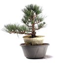 Ver imagem 2 de Pré Bonsai Pinheiro Negro 17 Anos