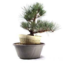 Pré Bonsai Pinheiro Negro 17 Anos - 1