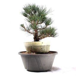 Pré Bonsai Pinheiro Negro 17 Anos - 4