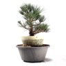 Pré Bonsai Pinheiro Negro 17 Anos - 4