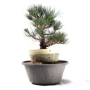 Ver imagem 4 de Pré Bonsai Pinheiro Negro 17 Anos