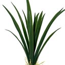 Ver imagem 2 de Buquê Folha de Orquídea Artificial Verde 44cm 13 Folhas Folhagem Decorativa