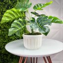 Ver imagem 2 de Vaso centro de mesa branco de cerâmica artesanal com planta