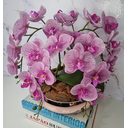 Ver imagem 2 de Arranjo Com 4 Orquídeas Violeta Vaso Rose 28cm