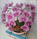 Ver imagem 2 de Arranjo Com 4 Orquídeas Violeta Vaso Rose 28cm