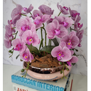 Ver imagem 3 de Arranjo Com 4 Orquídeas Violeta Vaso Rose 28cm