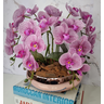 Arranjo Com 4 Orquídeas Violeta Vaso Rose 28cm - 3