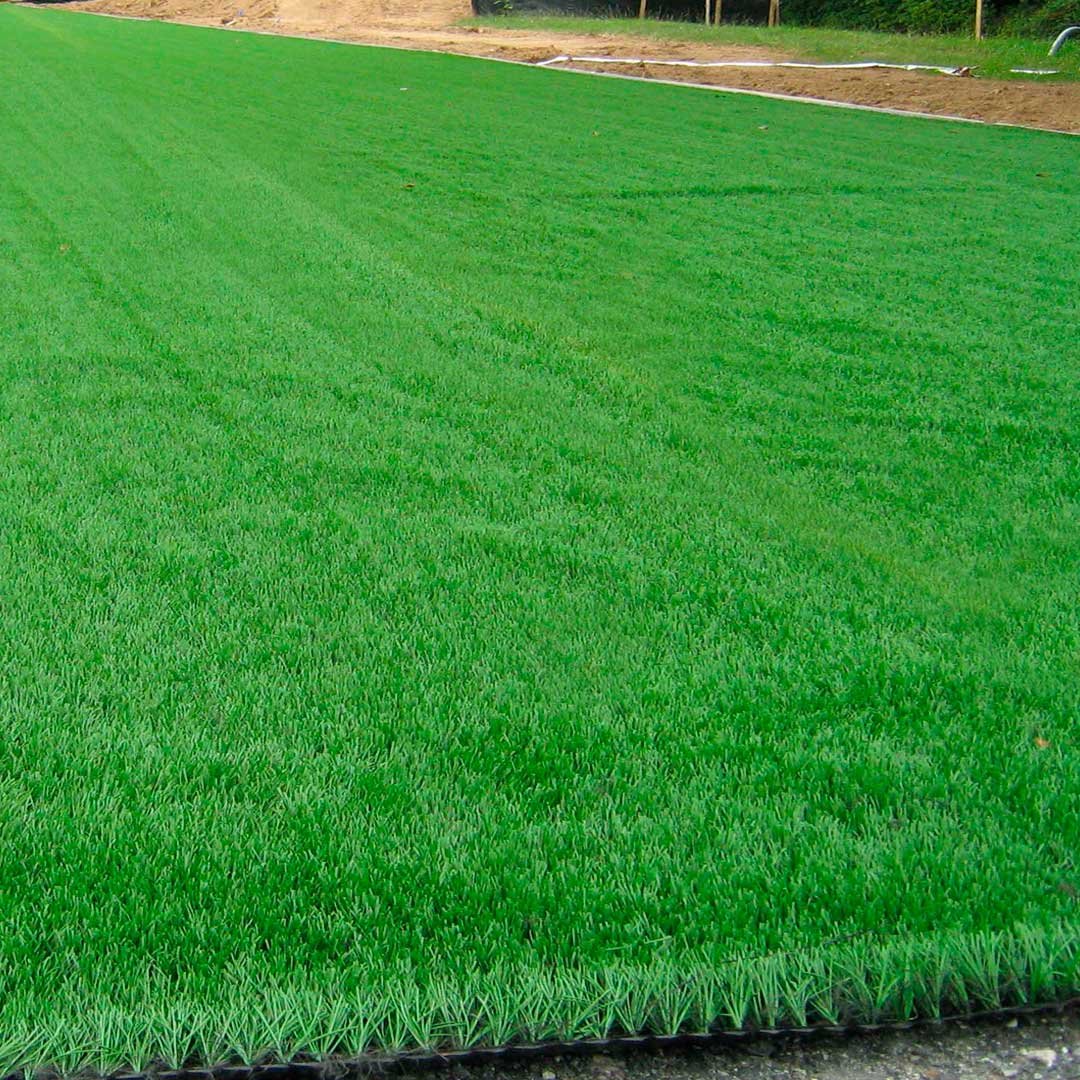 Grama Sintética Royal Grass 32mm - 2x10m (20m²) - Bicolor - 5