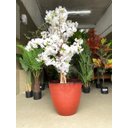 Ver imagem 5 de Vaso para Plantas Grande Decorativo Sala Jardim Alto Brilho e Leve (liso/vermelho)