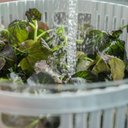 Ver imagem 4 de 2 Secadores de Saladas ou 5,5l Branco Centrifuga Legumes Clear Fresh com Escorredor