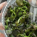 Ver imagem 7 de 2 Secadores de Saladas ou 5,5l Branco Centrifuga Legumes Clear Fresh com Escorredor