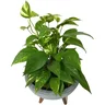 Kit Vaso Bacia + Muda de Jibóia P/ Decoração com Substrato Cor: Cinza - 6