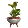 Kit Vaso Bacia + Muda de Jibóia P/ Decoração com Substrato Cor: Cinza - 3