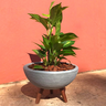 Kit Vaso Bacia + Muda de Jibóia P/ Decoração com Substrato Cor: Cinza - 1