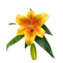 Ver imagem 2 de Haste Flor de Lírio Amarela Alta Qualidade 36cm