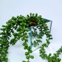 Ver imagem 1 de Vaso Espelhado 10x10 c/ Musgo e Pendentes Dedo de Moça 60cm