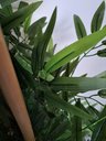Ver imagem 4 de Planta Artificial Árvore Bambu Japonês 1,30 Metros de Altura