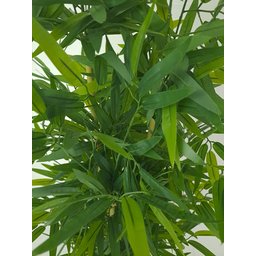 Planta Artificial Árvore Bambu Japonês 1,30 Metros de Altura - 2