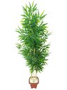 Ver imagem 1 de Planta Artificial Árvore Bambu Japonês 1,30 Metros de Altura