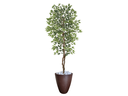 Ver imagem 1 de Planta Artificial Ficus Verde Creme 2,10m kit + Vaso Redondo Marrom 40cm