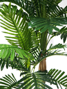 Ver imagem 3 de Árvore Planta Verde Palmeira 150cm Real Coqueiro Artificial