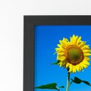 Ver imagem 2 de Quadro Plantação Girassol Céu Azul Moldura Preta 60x40cm