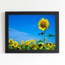 Ver imagem 1 de Quadro Plantação Girassol Céu Azul Moldura Preta 60x40cm