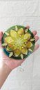 Ver imagem 4 de Quadro Mandala Pintada À Mão Flor Verde Esperança 14 Cm