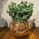 Ver imagem 4 de Arranjo Centro de Mesa Verdinho Eucalipto Artificial Completo