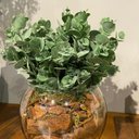 Ver imagem 3 de Arranjo Centro de Mesa Verdinho Eucalipto Artificial Completo