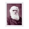 Quadro Cientista Charles Darwin 24x33cm Brc8043 - 1