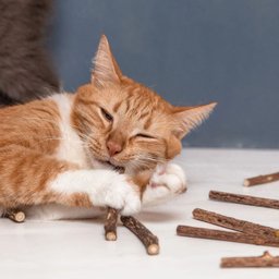 Kit 30 Unidades Graveto Catnip Orgânico Matatibi Gatos - 5