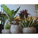 Ver imagem 6 de Vaso Relevo Oval Baixo 23 (40,2l) Cimento Queimado Nutriplan