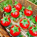 Ver imagem 2 de Porta Guardanapo Tomate Biscuit