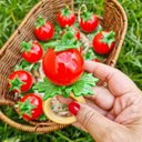 Ver imagem 1 de Porta Guardanapo Tomate Biscuit