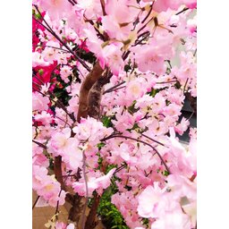 Arvore Artificial Cerejeira Rosa Pendente Tronco Natural - 5