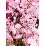 Arvore Artificial Cerejeira Rosa Pendente Tronco Natural - 5
