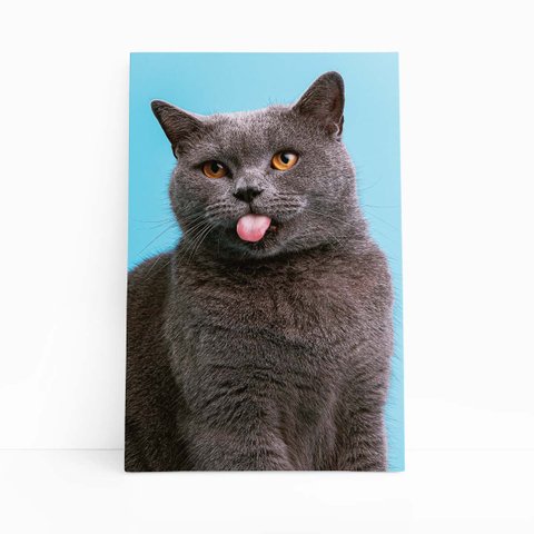 Gato Cinza Fundo Azul Pets Animais Quadro Canvas 140x90cm