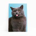 Ver imagem 1 de Gato Cinza Fundo Azul Pets Animais Quadro Canvas 140x90cm